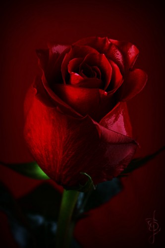 tumblr_m6piyfxHGF1qefrmxo1_1280.jpg