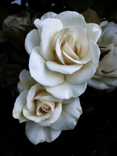 tumblr_m6okjoCdp71r7huino1_500.jpg