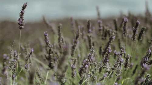 tumblr_lyjkyatvH81rosdfeo1_500.gif