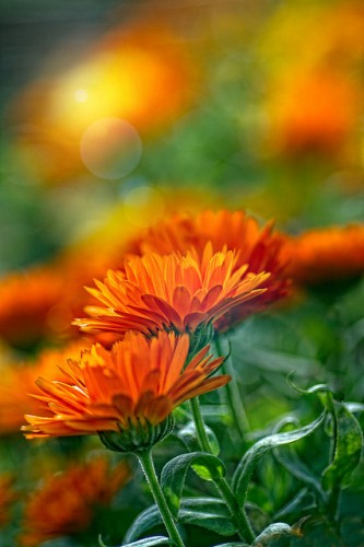 tumblr_l9b53663Vf1qb3edao1_500.jpg