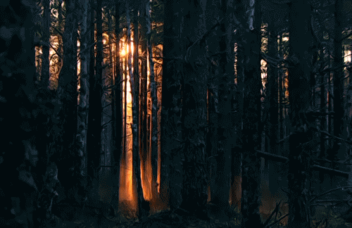 tumblr_lxlq13gkXz1qlbtsqo1_500.gif