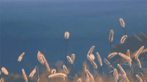 tumblr_lu9kn51Rao1qekvhfo1_500.gif