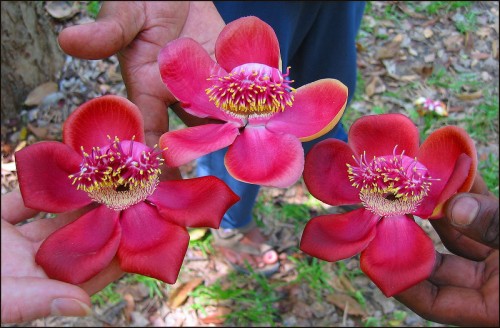 india2005-3flowers.jpg