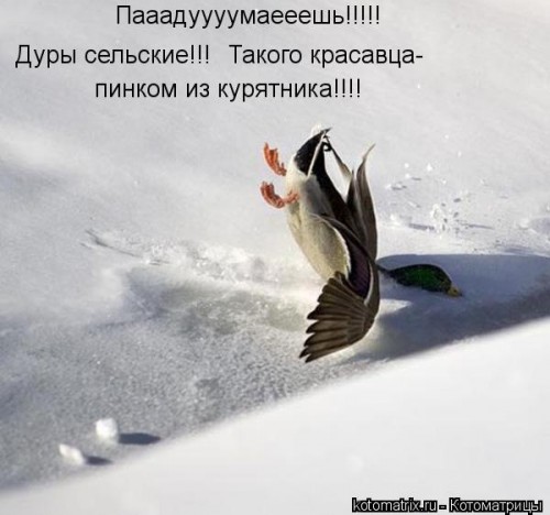 kotomatritsa_d.jpg