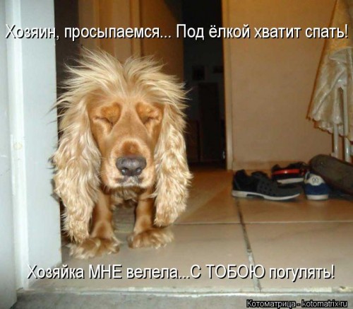 kotomatritsa_is.jpg