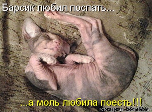 kotomatritsa_m0.jpg
