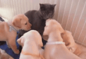 tumblr_ml1xkkkMDJ1qb5gkjo1_400.gif
