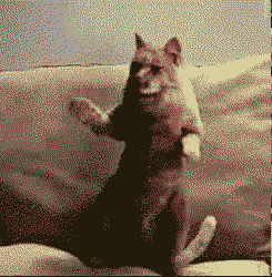 cattom.gif