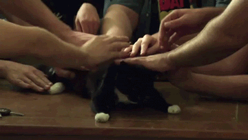 tumblr_mk255d5RLi1r4g1p5o1_400.gif