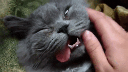 гифки-коты-язык-рот-на-боку-489686.gif