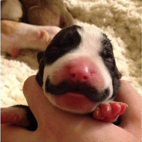 bronson.jpg