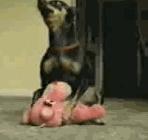 dog-humping-panther.gif