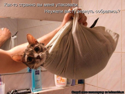 kotomatritsa_8g.jpg