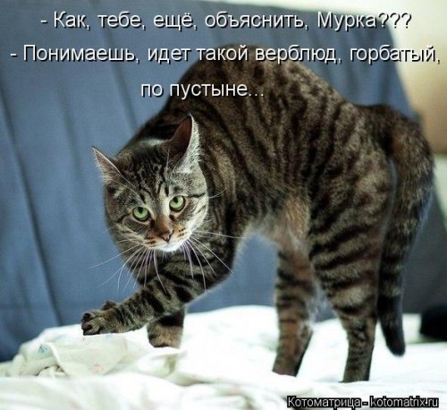 kotomatritsa_19.jpg