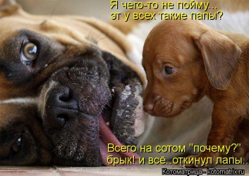 kotomatritsa_BZP.jpg