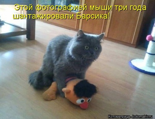kotomatritsa_ee.jpg
