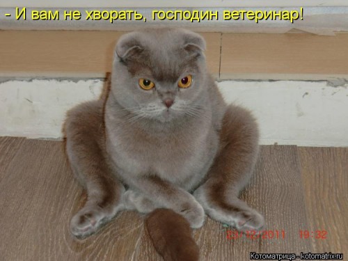 kotomatritsa_M.jpg
