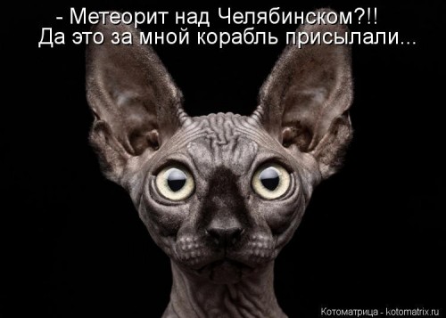 kotomatritsa_pk.jpg