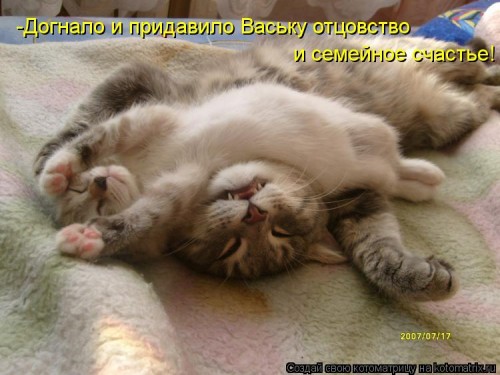 kotomatritsa_qq.jpg