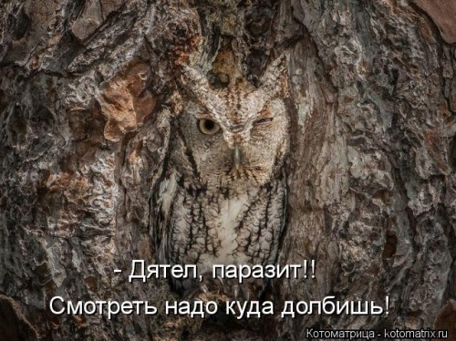 kotomatritsa_s.jpg