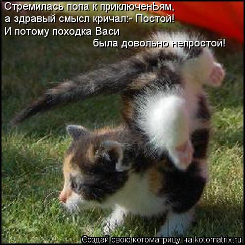 kotomatritsa_VH.jpg