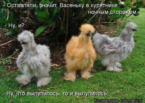 kotomatritsa_zB.jpg