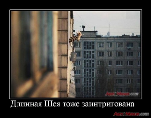 kot-uedinitsya-khotel-a-tut-lysaya-bashka-2jpg.jpg