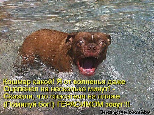 kotomatritsa_ll.jpg