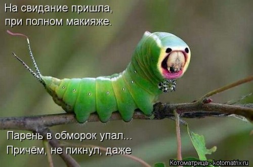 kotomatritsa_QA.jpg