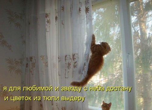 Кот 1.jpeg