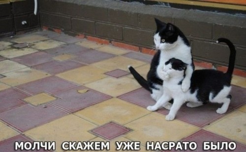 cats.jpg
