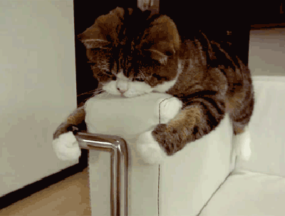 гифки-котэ-Мару-лень-603209.gif