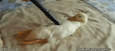 tumblr_mrsuf0yq001r3gb3zo1_400.gif