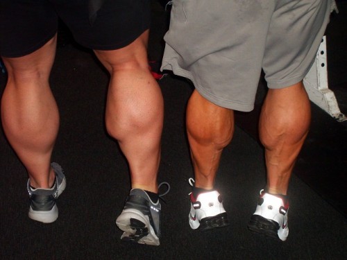 calves.jpg
