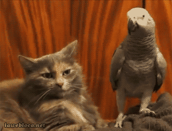 tumblr_my2uenKVul1s33w0co2_400.gif