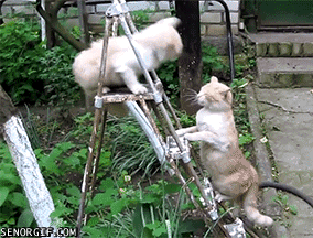 mad cats.gif