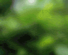 Жирафа.gif