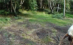 tumblr_n30pt3O0Ep1r48rx5o1_250.gif