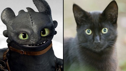 8311bf80-c972-11e3-a15b-23506c0c1c7b_howtotrainyourdragon2_cat.jpg