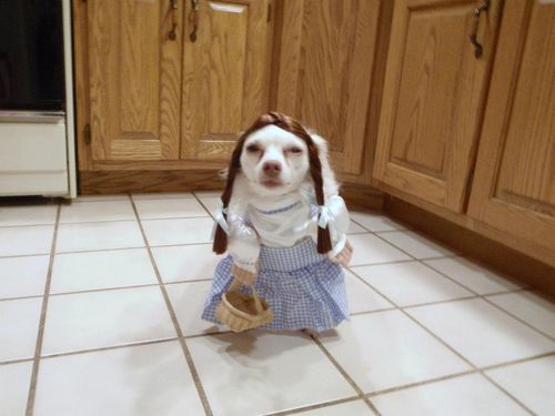 tumblr_m0l1r3FfYx1qb6t6wo1_500.jpg