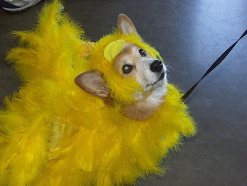 the_only_cute_corgi_halloween_costume_post_640_21.jpg