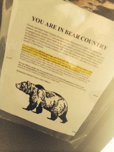 bear.jpg