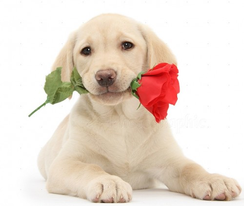 25057-Yellow-Labrador-Retriever-pup-with-rose-white-background.jpg