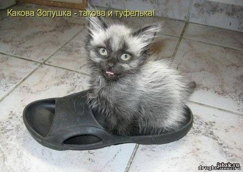 http://gbutler.ru/forum/download/file.php?id=4393&amp;t=1&amp;sid=585696424b81339a2e2bafe85085b5ee