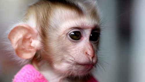 monkey-dress-coat-eyes-960x544.jpg