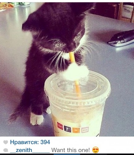 Куда ж без котиков !))