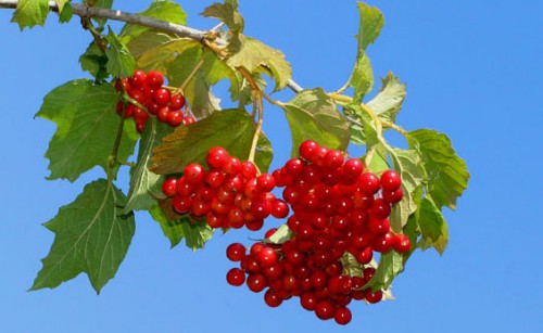Kalina-polza-i-vred.jpg