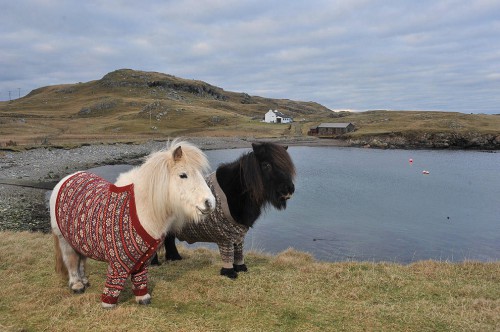 shetlandponies06.jpg