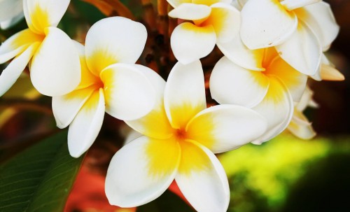 plumeria.jpg
