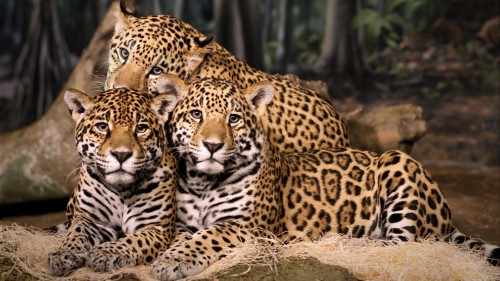 photo_jaguara_01.jpg